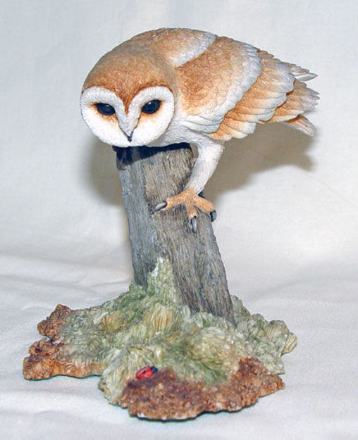 Picture of Barn Owl