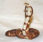 Picture of Cobra snake