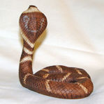 Picture of Cobra snake