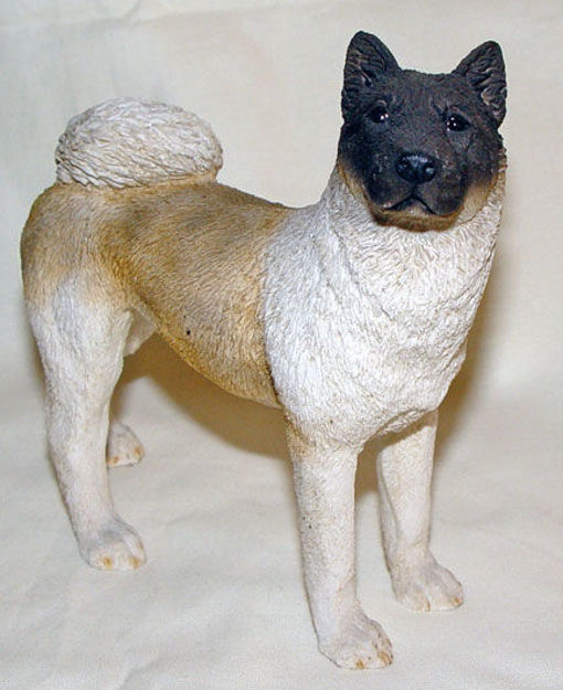 Picture of Akita Dog