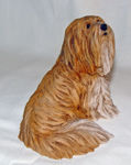 Picture of Tibetan Terrier Dog