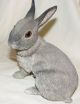 Picture of Grey Rabbit - Lying