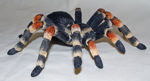Picture of Mexican Tarantula