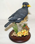Picture of Myna Bird with Butterfly