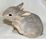 Picture of Rabbit - Untroubled