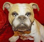 Picture of English Bulldog - Winston