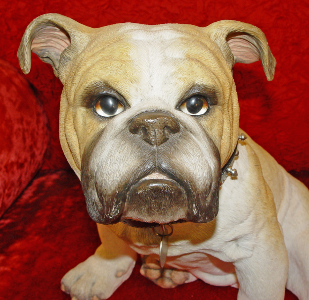 Picture of English Bulldog - Winston