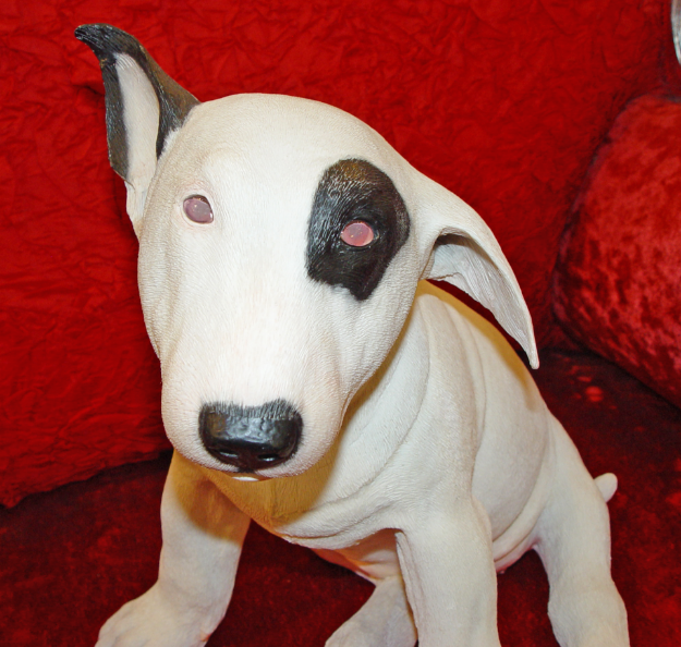 Picture of English Bull Terrier - sitting